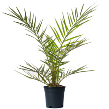 Phoenix Canariensis (15cm, 70-100cm)