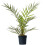 Gardeners Dream Phoenix Canariensis (15cm, 70-100cm) 1