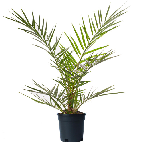 Gardeners Dream Phoenix Canariensis (15cm, 70-100cm)