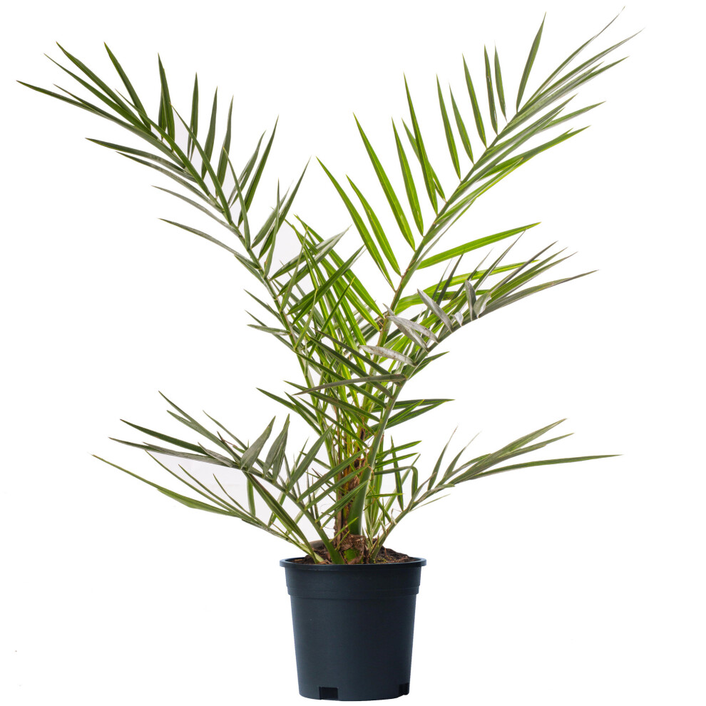 Gardeners Dream Phoenix Canariensis (15Cm, 70-100Cm) Green
