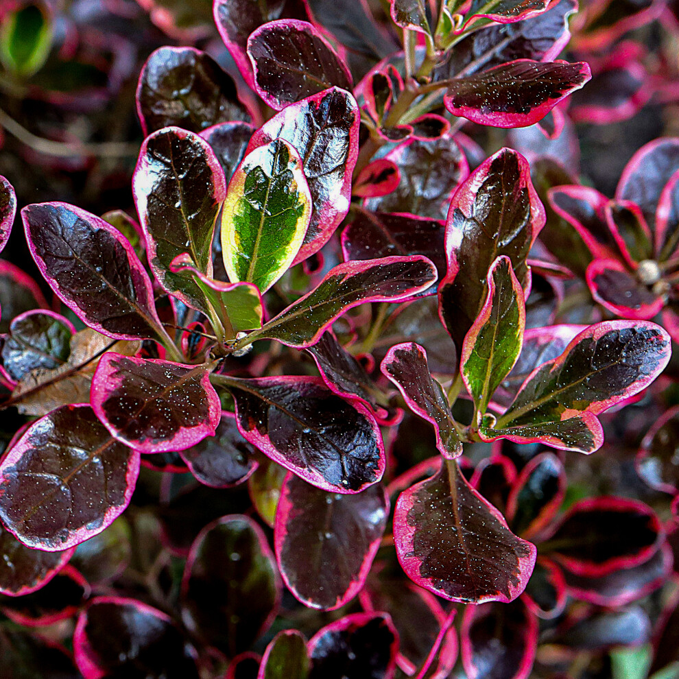 Gardeners Dream Coprosma Eclipse - Looking Glass Plant | Outdoor Shrub Plants Garden Ready Brown/Red/Pink