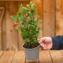 Laurus Nobilis Bay Laurel | Evergreen Garden Shrub Culinary Herb 14cm Pot
