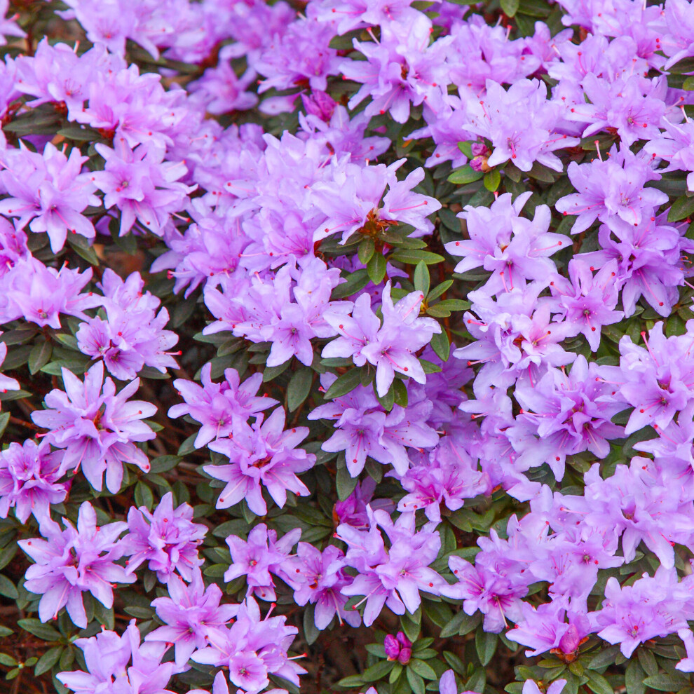 Gardeners Dream Rhododendron Tit Evergreen Bushy Flowering Dwarf Garden Shrub Blue