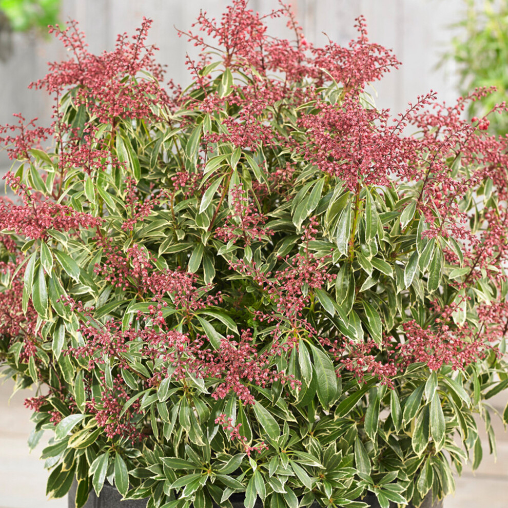 Pieris Passion Evergreen Outdoor Garden Ready Shrub Pink Flowering in Plant Pot