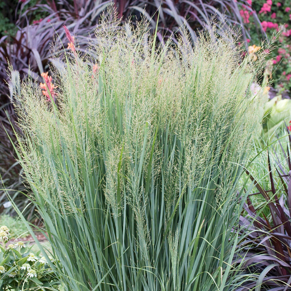 Gardeners Dream Panicum Northwind Deciduous Perennial Grass Outdoor Garden Ready In Plant Pot Blue