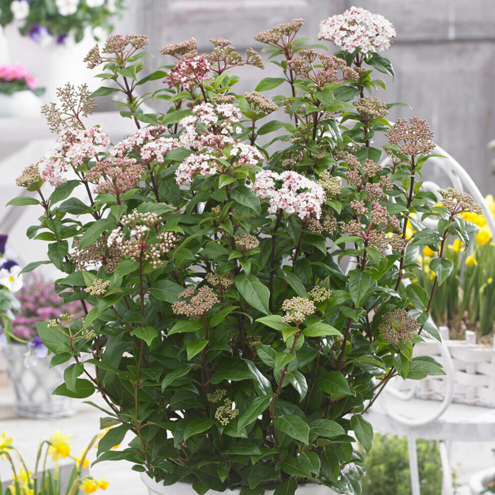 Viburnum Spirit Evergreen Outdoor Garden Shrub White Scented Flowering Pot Plant