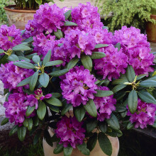 Rhododendron Catawbiense Grandiflorum Evergreen Shrub with Lilac Flowers and Orange Speckles Ideal for Borders, Pots and Patios