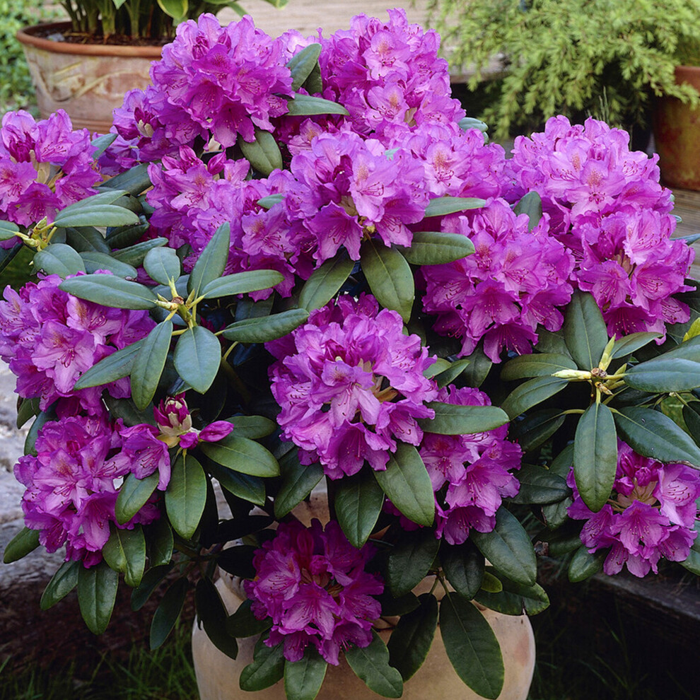 Gardeners Dream Rhododendron Catawbiense Grandiflorum Evergreen Shrub With Lilac Flowers And Orange Speckles Ideal For Borders, Pots And Patios