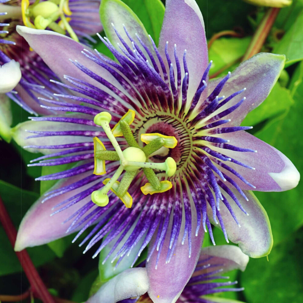 Passiflora Purple Rain Passion Flower Garden Climber Semi Evergreen Plant in Pot