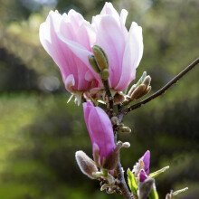 Magnolia George Henry Kern Hardy Deciduous Outdoor Garden Shrub Plant in 9cm Pot