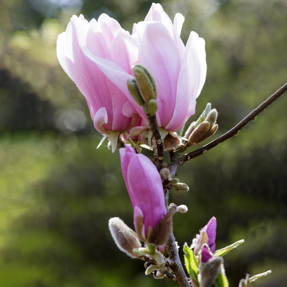 Magnolia George Henry Kern Hardy Deciduous Outdoor Garden Shrub Plant in 9cm Pot