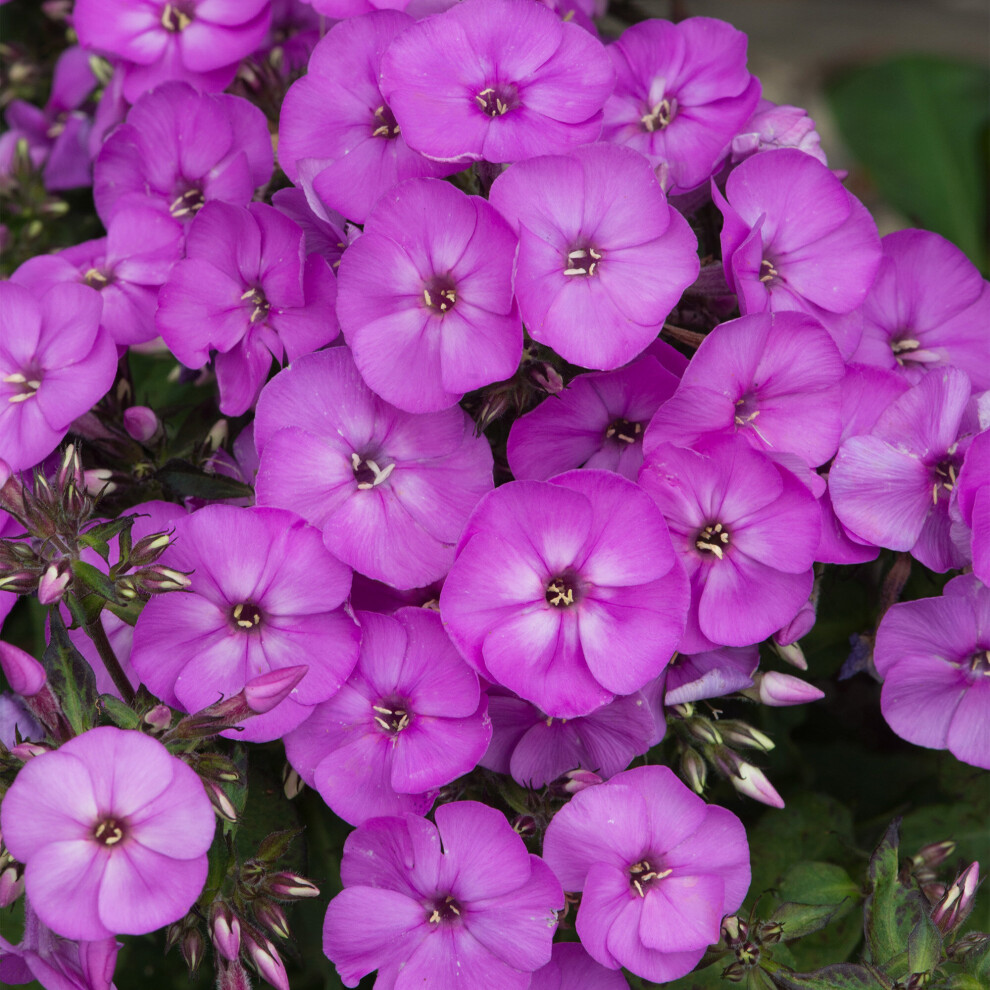 Phlox Ka-Pow Lavender - Garden Phlox | Deciduous Outdoor Perennial Garden Flower