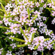 Diosma Sunset Gold Confetti Bush Spring Flowering Garden Shrub in Plant Pot