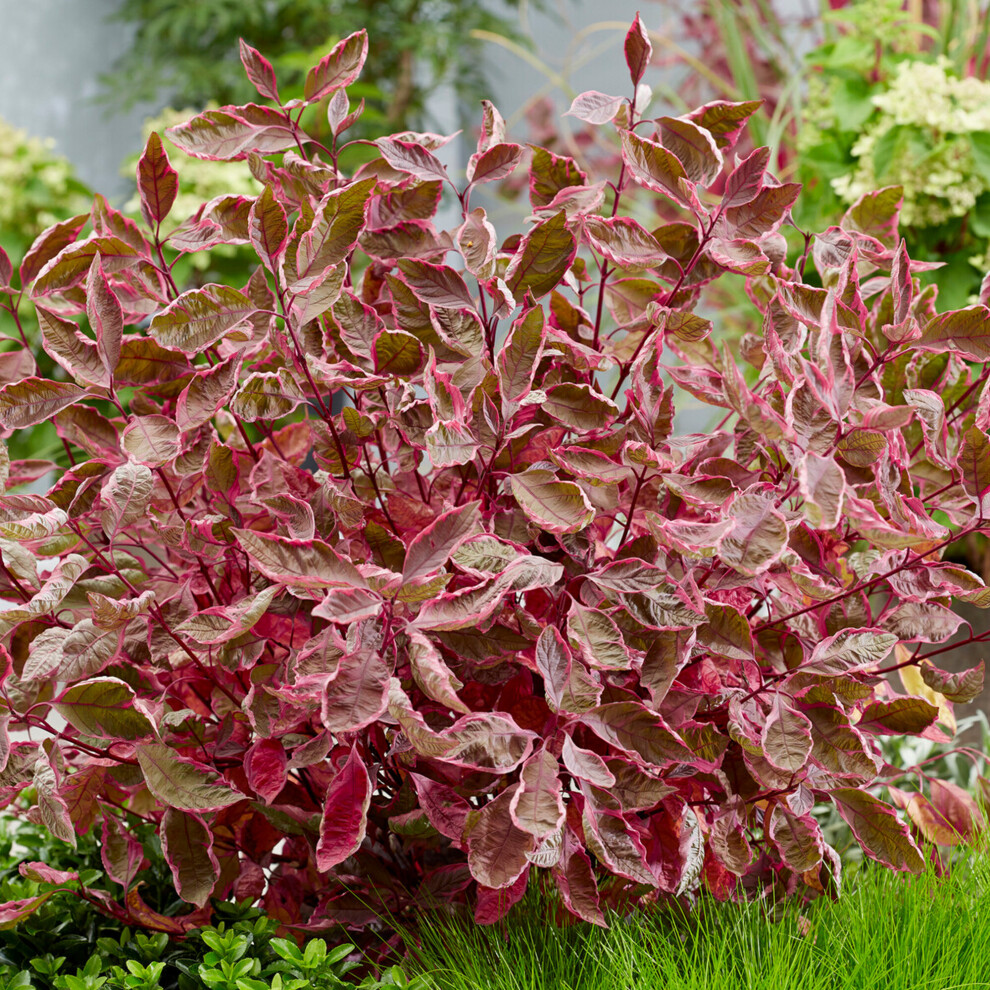 Gardeners Dream Cornus Miracle Dogwood Deciduous Hardy Outdoor Garden Ready Shrub In Plant Pot Pink/Green