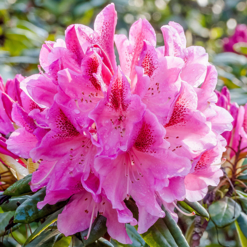 Rhododendron Cosmopolitan Evergreen Outdoor Garden Shrub Pink Flowering Plant