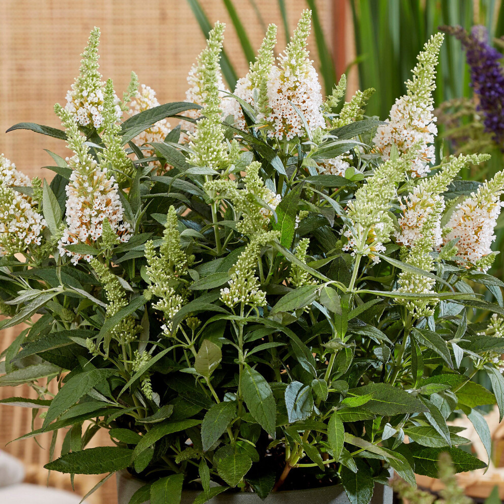 Buddleia Butterfly Candy Little White Dwarf Bush Flowering Shrub Plant in Pot