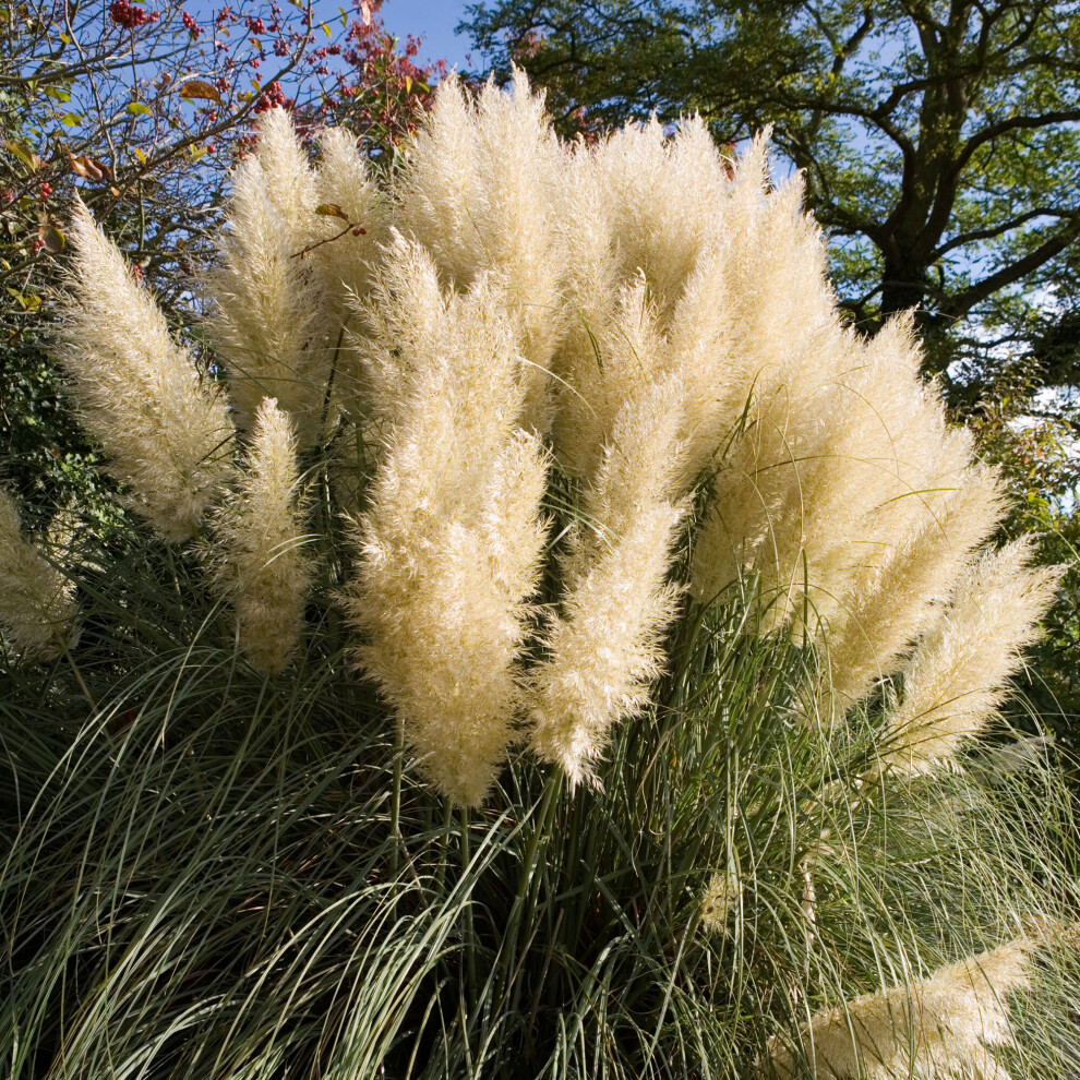 Cortaderia Green Goblin Pampas Grass Hardy Garden Ready Feature Shrub in Pot