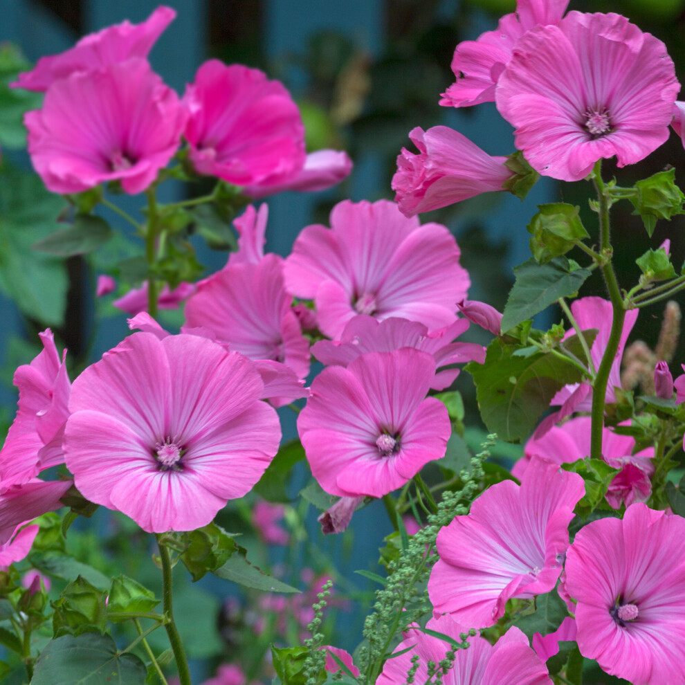 Lavatera Princess Pink Deciduous Perennial Upright Outdoor Garden Plant 9cm Pot