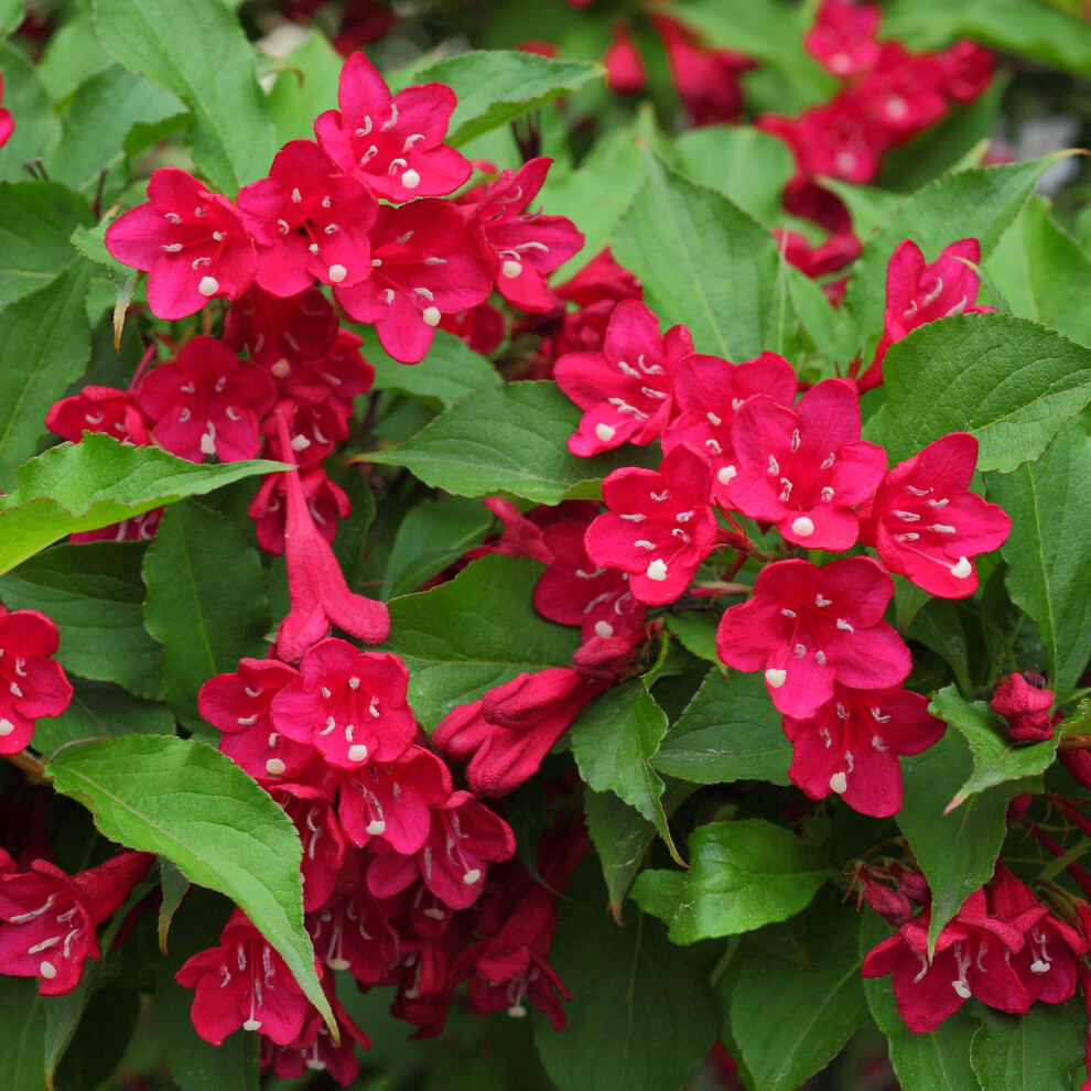 Weigela Picobella Rosso Outdoor Garden Shrub Deciduous Red Flowering Pot Plant