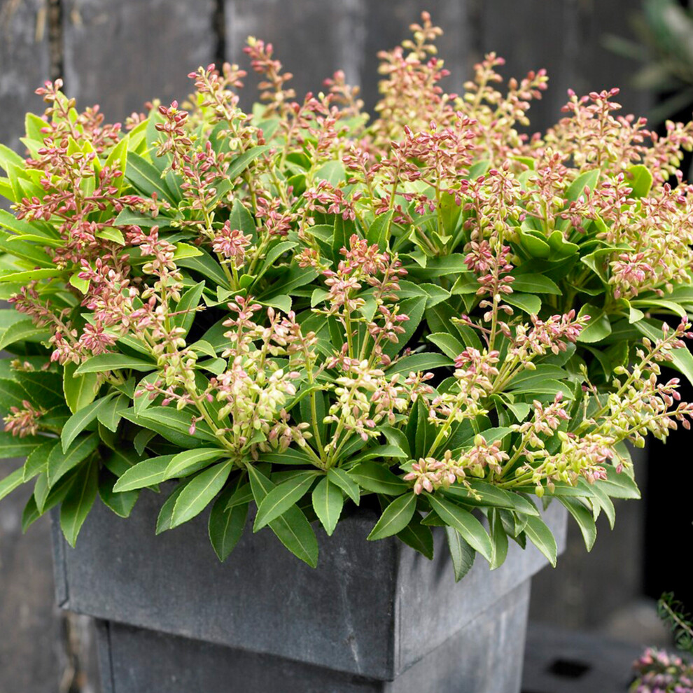 Pieris Sarabande Evergreen Outdoor Garden Ready Flowering Shrub in Plant Pot