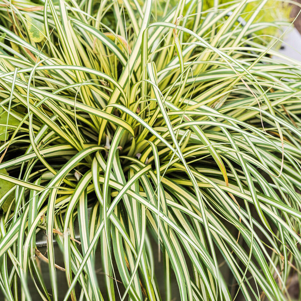 Carex Moonlight Outdoor Evergreen Ornamental Grass Garden Patio Plant in Pot