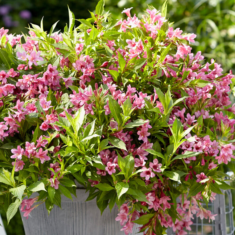 Weigela Picobella Rosa Outdoor Garden Shrub Deciduous Pink Flowering Pot Plant