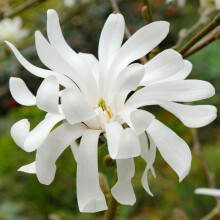 Magnolia Royal Star Hardy Deciduous Outdoor Garden Ready Shrub in 9cm Plant Pot