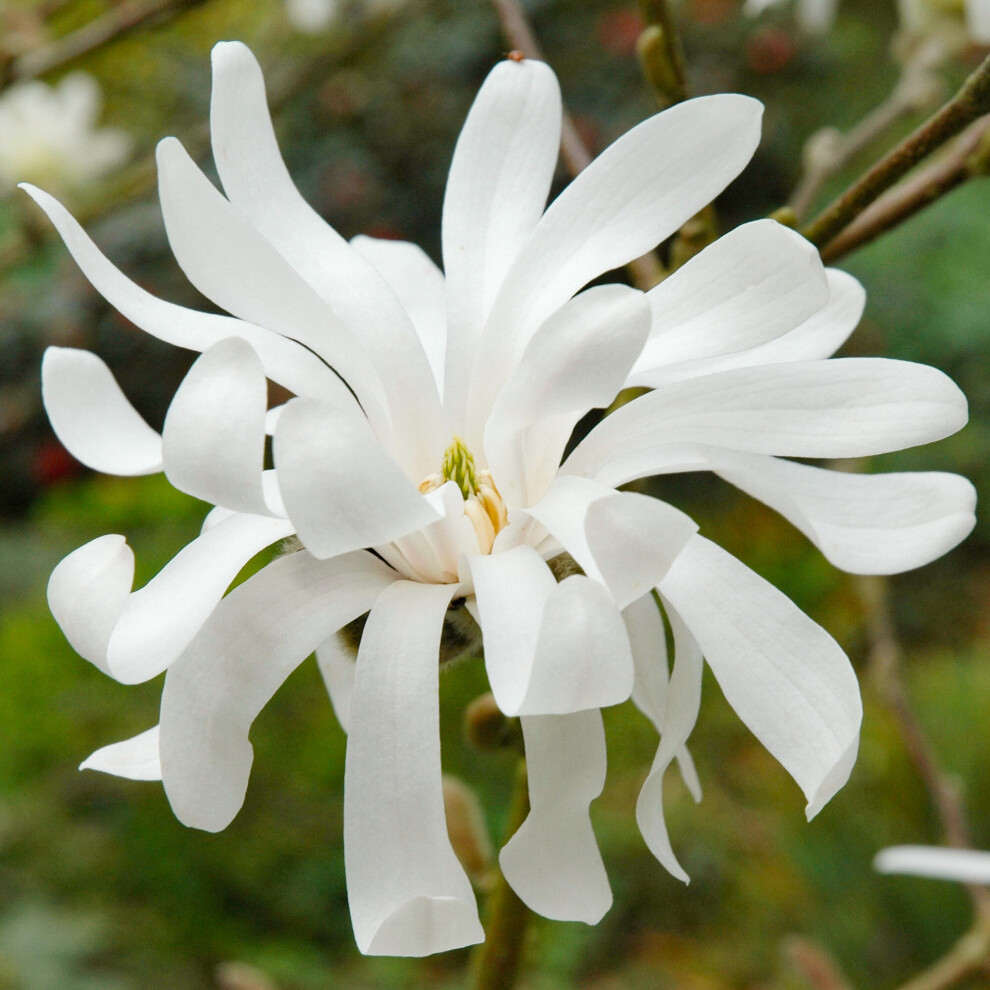 Gardeners Dream Magnolia Royal Star Hardy Deciduous Outdoor Garden Ready Shrub In 9Cm Plant Pot Pink
