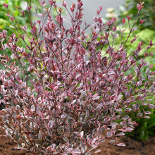 Lophomyrtus Magic Dragon Colourful Evergreen Garden Ready Shrub in Plant Pot