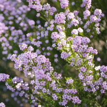 Diosma Pink Fountain Shrub in 9cm Pot (20-30cm)