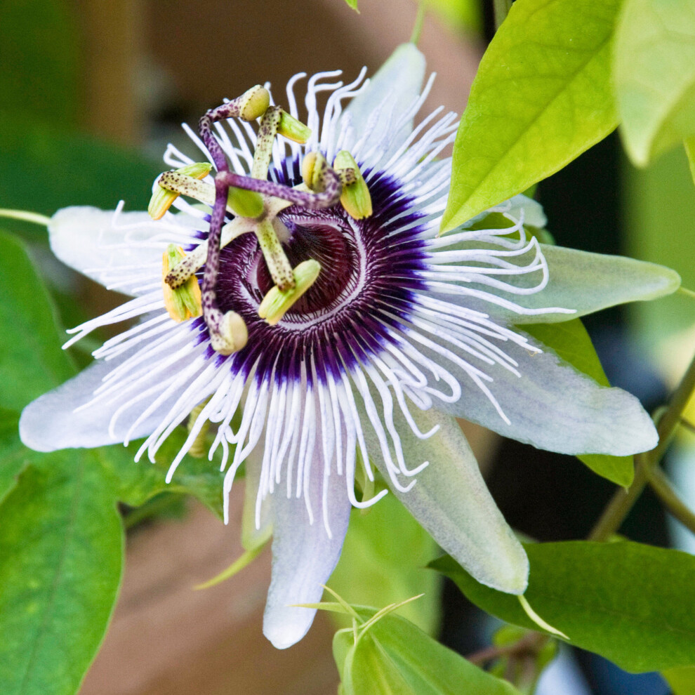Gardeners Dream Passiflora Beauty Of Hannover Evergreen Climbing Exotic Garden Plant In 9Cm Pot