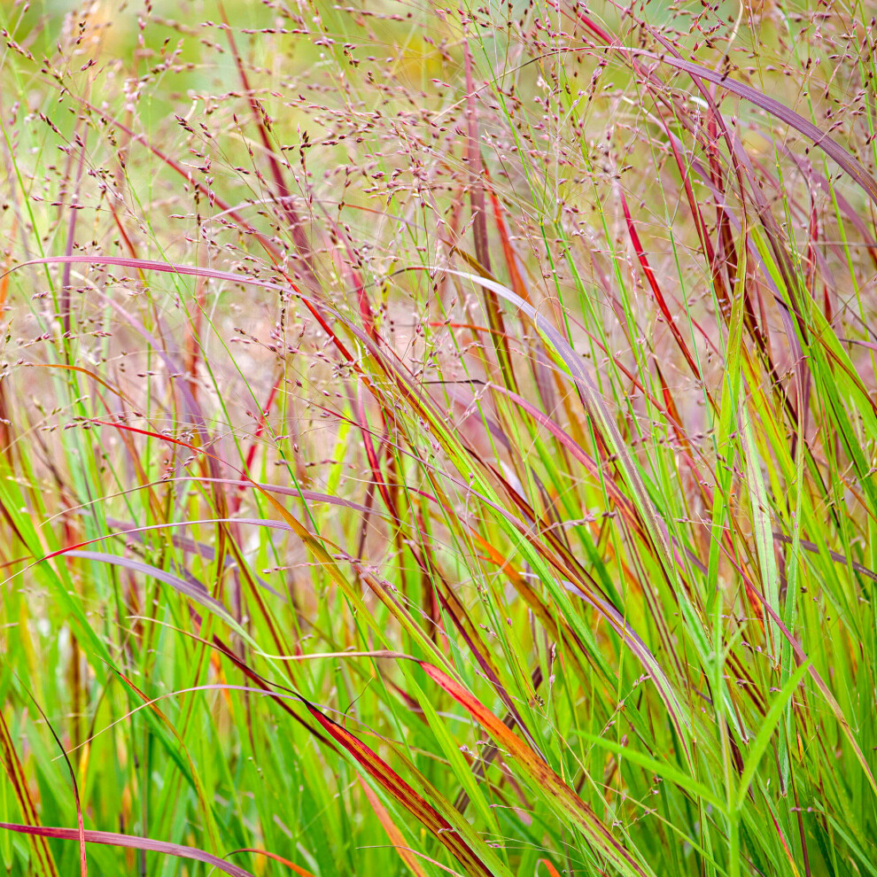 Gardeners Dream Panicum Shenandoah Deciduous Perennial Grass Outdoor Garden Ready In Plant Pot Blue/Green