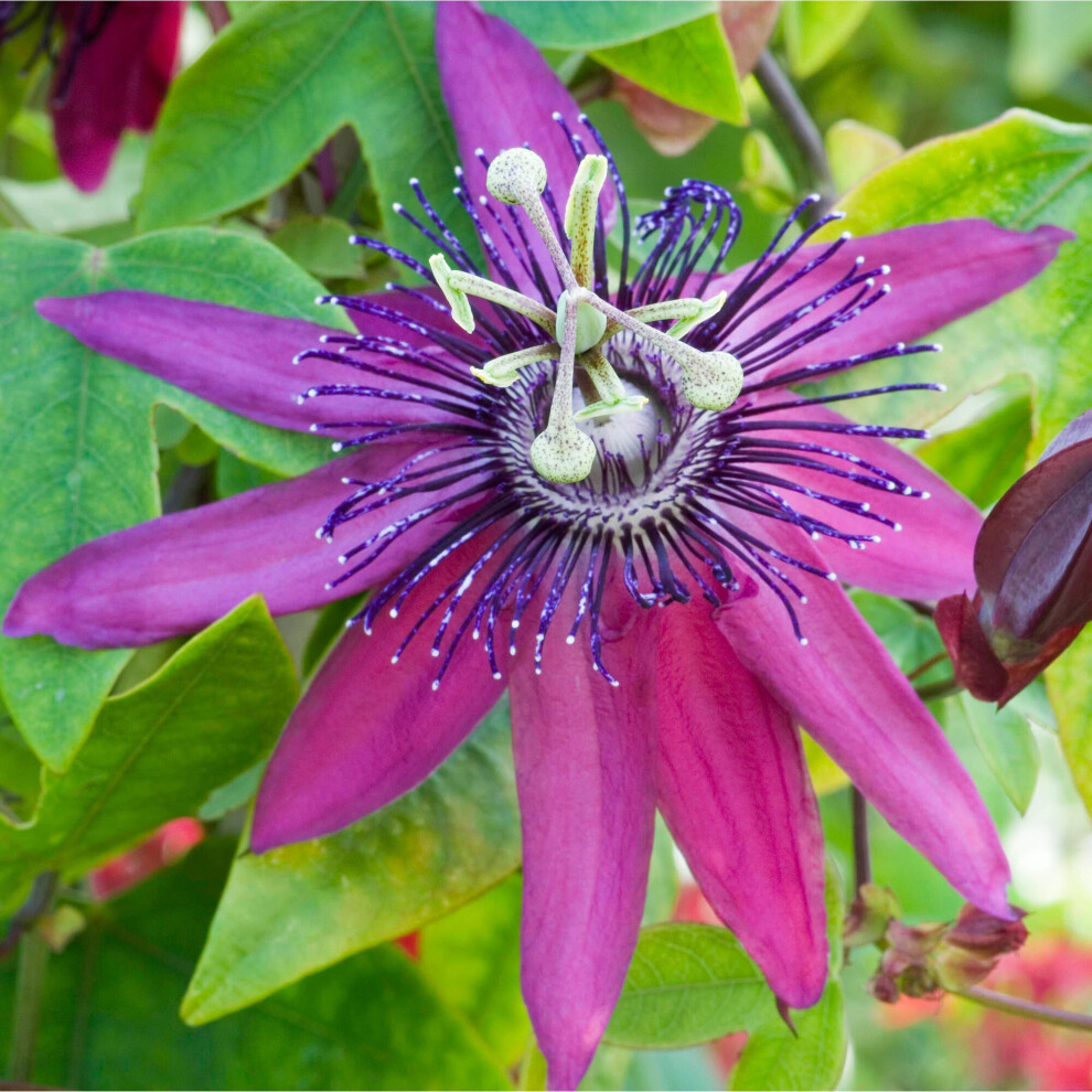 Passiflora Beervelde Passion Flower Garden Climber Climbing Semi Evergreen Plant