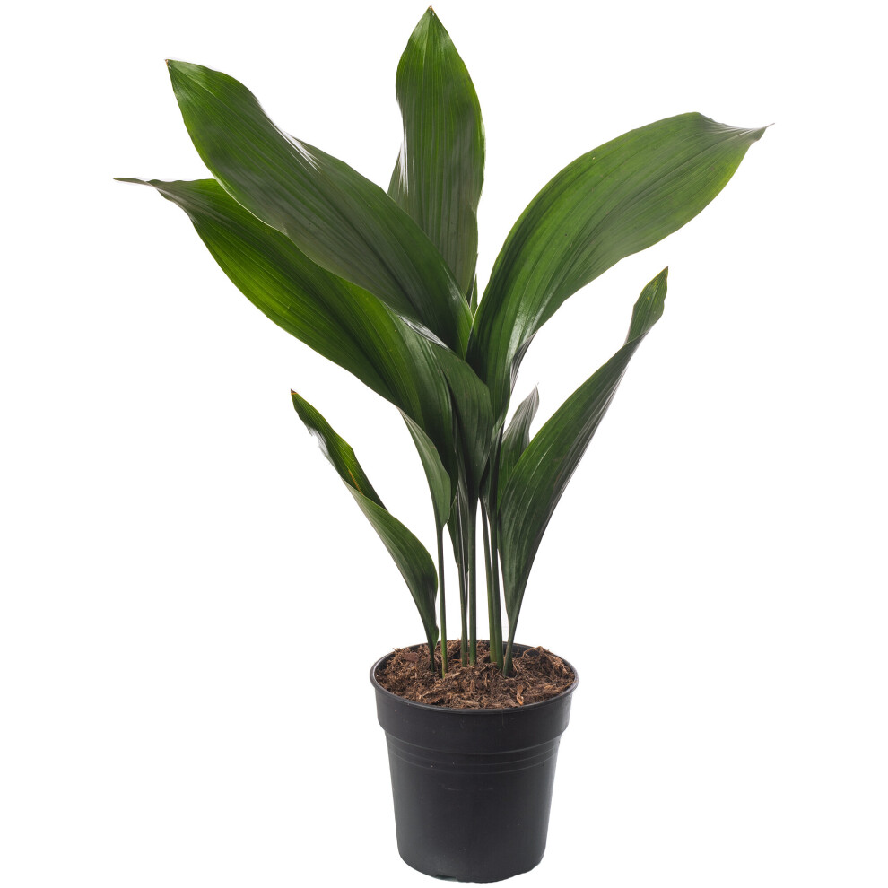 Cast Iron Plant Aspidistra Elatior Indoor House Plants Evergreen Tall Exotic