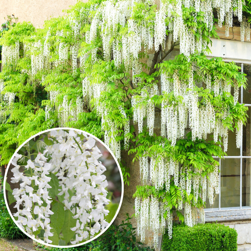 Wisteria Alba | White Flowering Deciduous Hardy Climbing Garden Shrub Plant