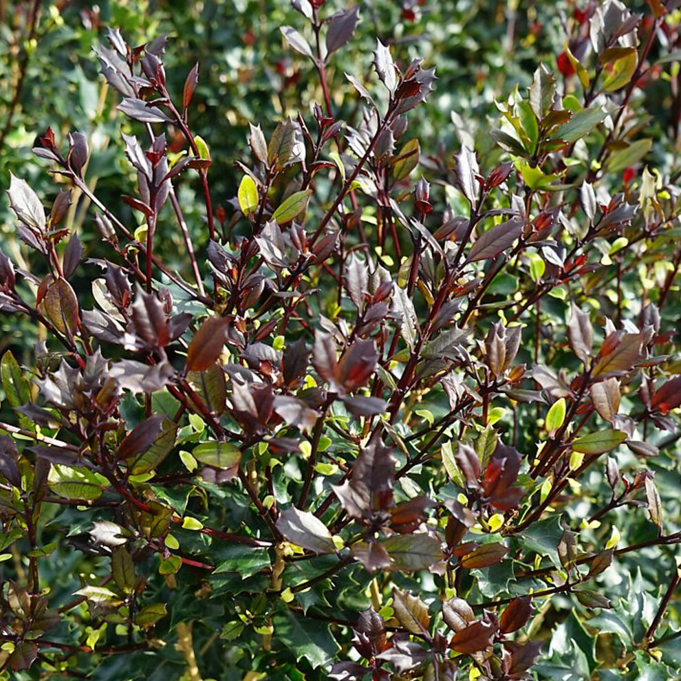 Osmanthus Purpureus Hardy Evergreen Outdoor Garden Ready Shrub in 9cm Plant Pot