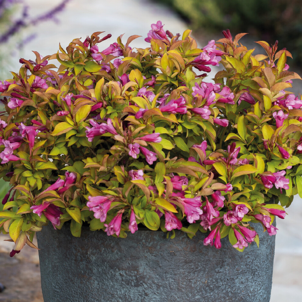 Weigela Magic Carpet Outdoor Garden Shrub Deciduous Pink Flowering Plant in Pot