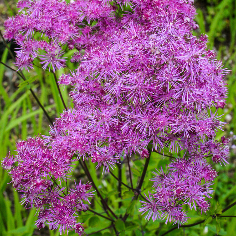 Gardeners Dream Thaictrum Black Stockings Meadow Rue Plant, Hardy Perennial Plants Garden Ready
