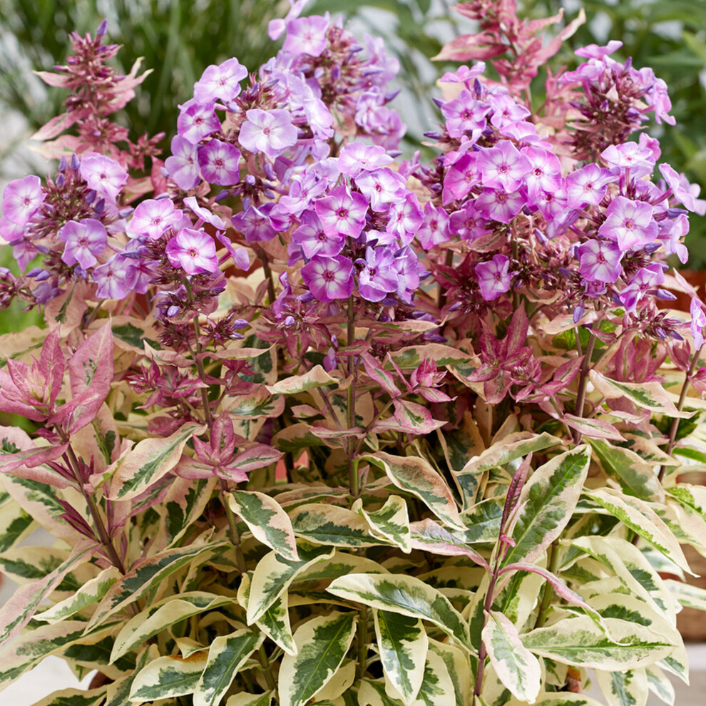 Gardeners Dream Phlox Olympus Plants Outdoor Garden Ready Flowering Perennials Ready To Plant