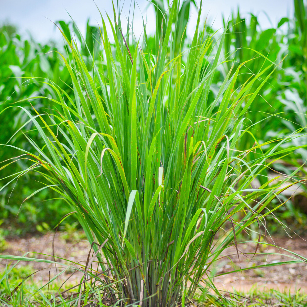 Carex JS Greenwell Ornamental Outdoor Evergreen Garden Grass Border Plant in Pot