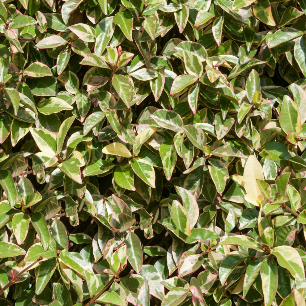 B&Q - Trachelospermum VariegatumVariegated Star JasmineClimbing Plant (20-30Cm Height Including Pot) - Image 2