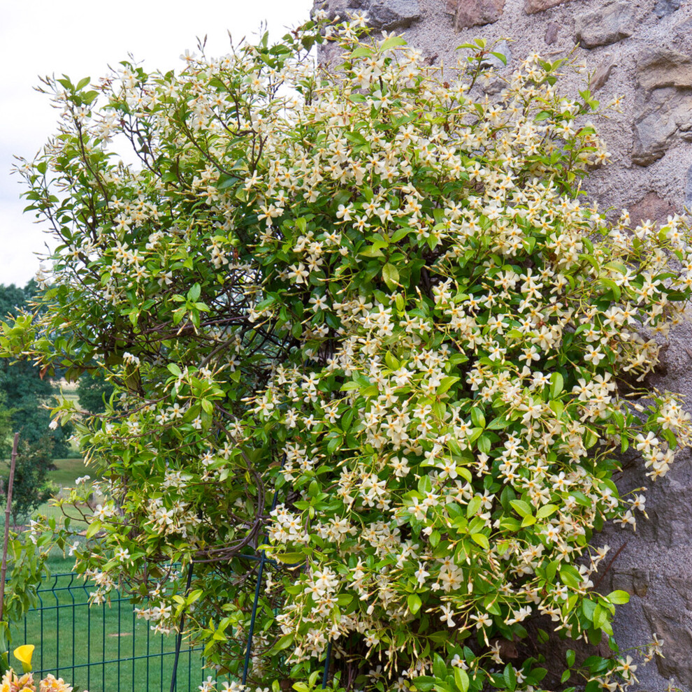 Gardeners Dream Trachelospermum Star Of Toscana Garden Climber - Evergreen, Jasmine-Scented Star Flowers, Climbs To 3M, In Pot