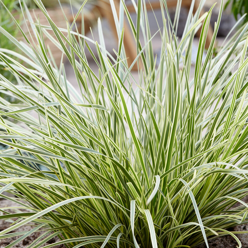 Lomandra White Sands Hardy Evergreen Perennial Outdoor Garden Plant in 9cm Pot