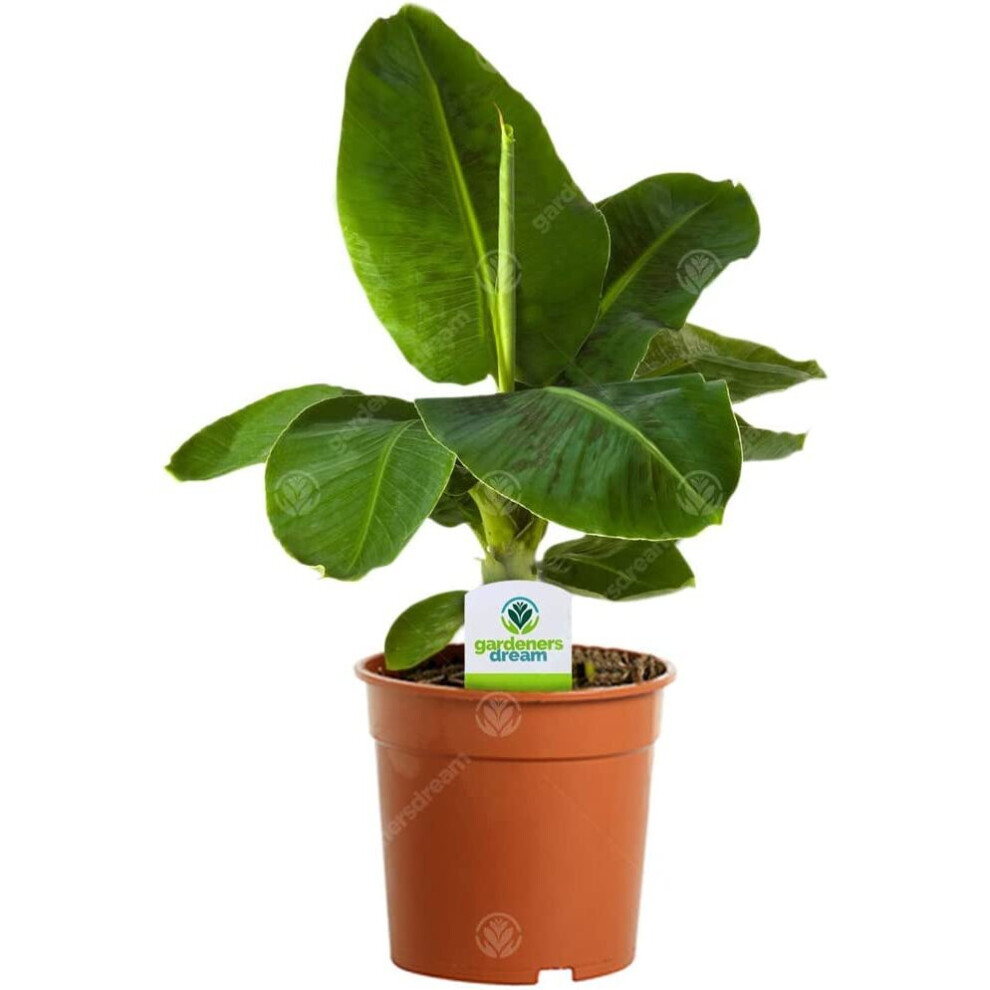 Gardeners Dream Banana Plant Musa Tropicana Dwarf Cavendish Houseplant Indoor Plants In 12Cm Pot