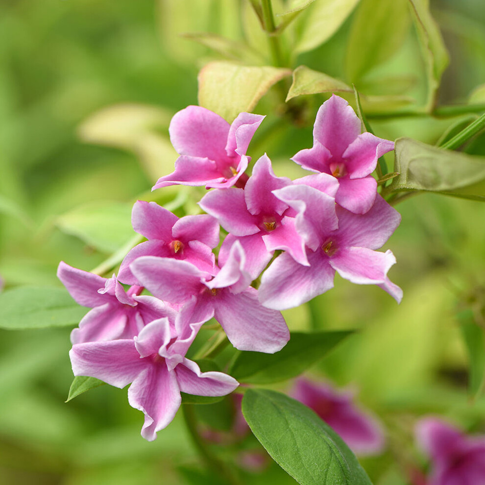 Jasminum Starry Starry Summer Scent Deciduous Climbing Outdoor Shrub Pot Plant