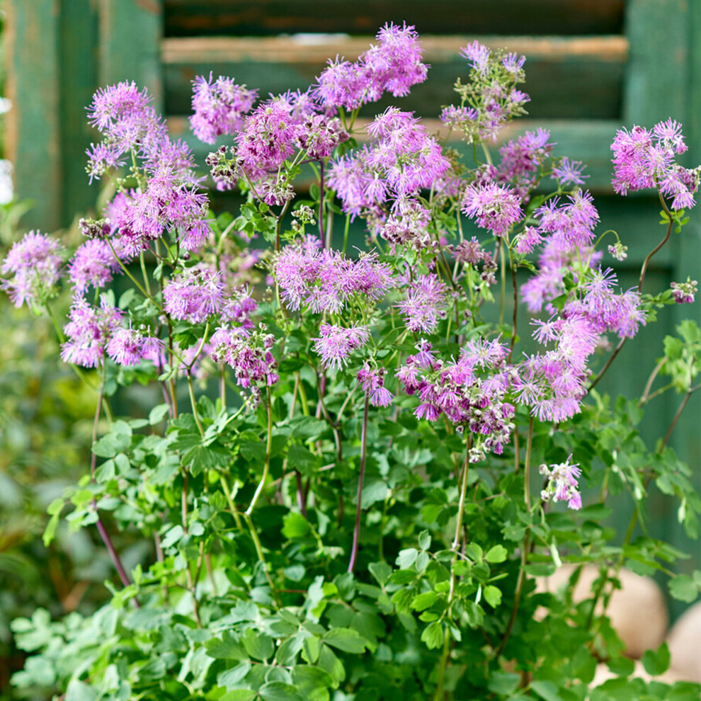 Gardeners Dream Thalictrum Little Pinkie Hardy Perennial Plants Garden Ready With Summer Flowers Green