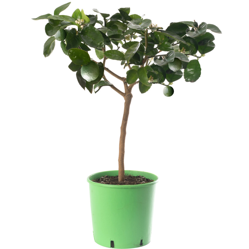 Gardeners Dream Large Lime Citrus Tree Grow Your Own Fruit At Home Indoor Or Outdoor Garden