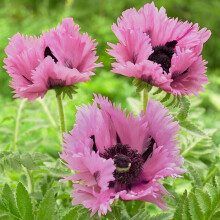 Papaver Pink Perfection Oriental Poppy - Garden-Ready Hardy Perennial with Large Frilled Pink Blooms, 90cm Tall x 60cm Spread, May-July