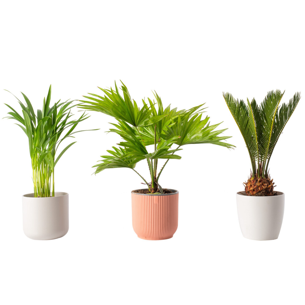 Paradise Palms A Trio of Elegant Air-Purifying Evergreen Indoor House Plants