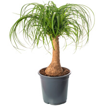 Beaucarnea Nolina (Pony Tail Palm) - Large Indoor Air-Purifying Real Evergreen, Tall & Low Maintenance